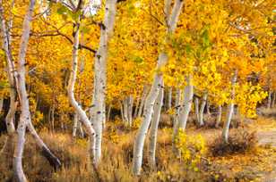 Aspens along road to Virginia Lake-0431 Aspens along road to Virginia Lake-0431